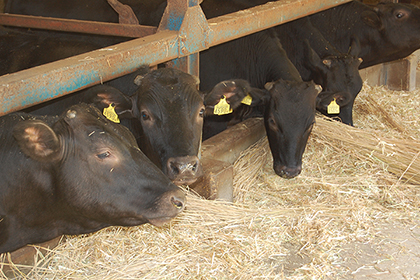 ゼンカイミート株式会社 - 取り扱い牛の紹介